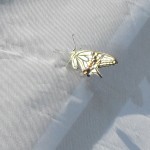 IMG_0068